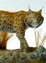 Fauna Iberica en Miniatura.  