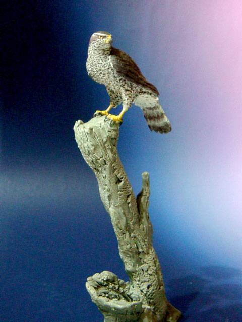 Azor (Accipiter gentilis)