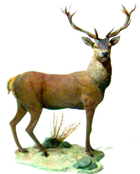 Ciervo rojo (Cervus elaphus)