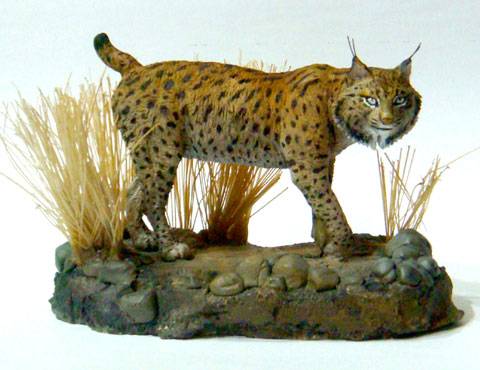 Lince ib&eacute;rico (Lynx pardinus)