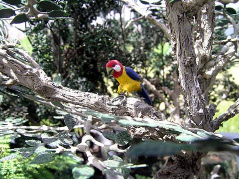 Desaparecido en Combate - Nueva Guinea.