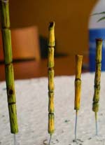 Tutorial para la Fabricacion de Ca&ntilde;as de Bambu. 