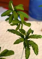 Tutorial para la Fabricacion de Plantas Selvaticas y de Hoja Ancha