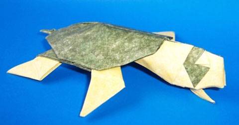 Tortuga de Fernando Gilgado