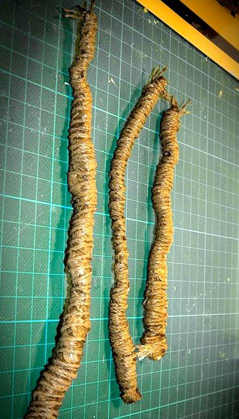 Tutorial para la creacion de un Palmera. 